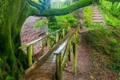 Lydford Gorge, The woodland trail