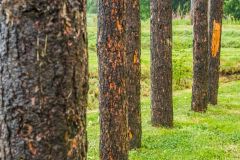 Timber posts in the inner henge