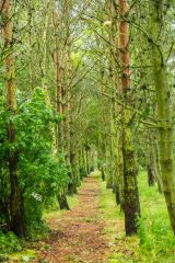 The Trail leads through pleasant woodland
