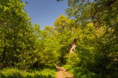 On the woodland walk
