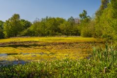 Looking over the Wildlife Pond from the observation hide