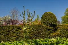 Clipped hedges and topiary in summer