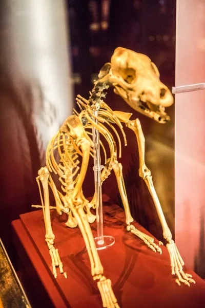 'Hatch', the ship's dog