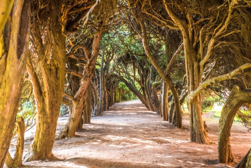 The yew tunnel