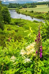 The garden overlooks the River Tweed
