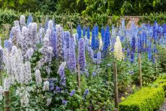 June blossoms in the walled garden