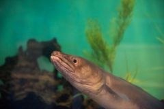 A local 'resident' of the aquarium