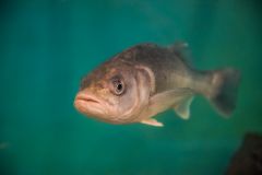 I wonder who is watching who?