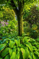 A young magnolia in August
