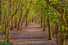 A woodland trail