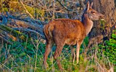 A red deer in the woodland