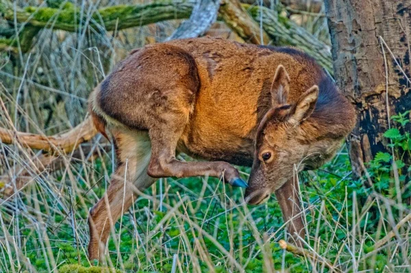 A red deer in the Minsmere woodland