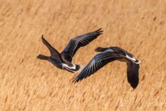 A pair of geese flying low over the reeds