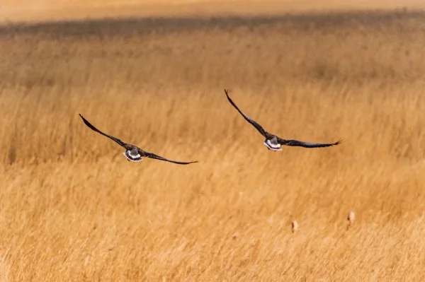 Birds flying low over the reedbeds