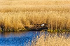 A swan nesting on the edge of a reedbed