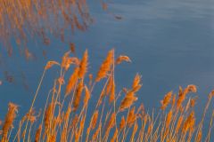 Golden evening light on the reeds