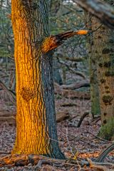Golden late afternoon light in the woodland