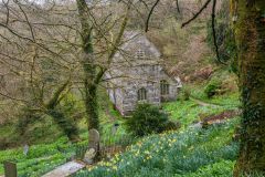 The churchyard is fllled with daffodils in spring
