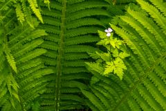 A flower peeks through ferns