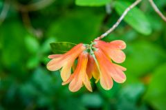 June flowers in bloom