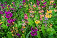 Colour is everywhere you look at Minterne!