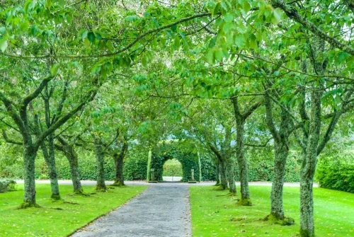 A tree-lined garden walk