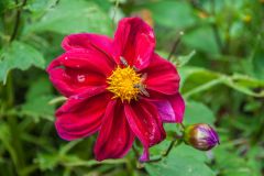 Summer flowers at Mirehouse