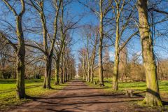 A tree-lined avenue leading to Morden Hall