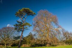 Beautiful old trees in the park