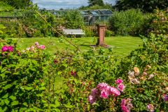 Looking across the rose garden