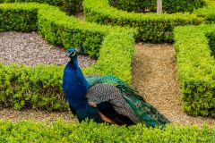 A peacock in the knot garden