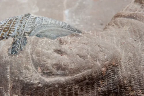 Pauncefot effigy head detail