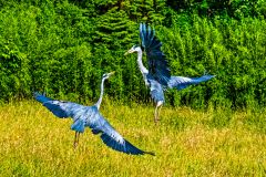 Grey herons at Muncaster