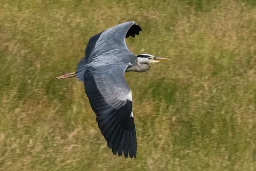 One of the resident grey herons