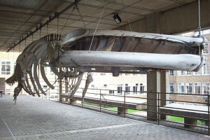 Whale skeleton, Zoology Museum