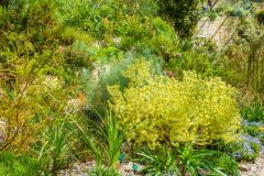 South African plants in the Great Glasshouse