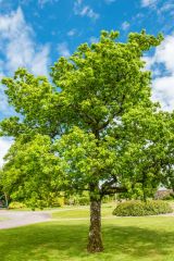 The Wales Tree of the Year for 2015