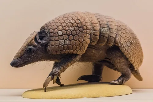 A three-banded armadillo in the Mammals gallery