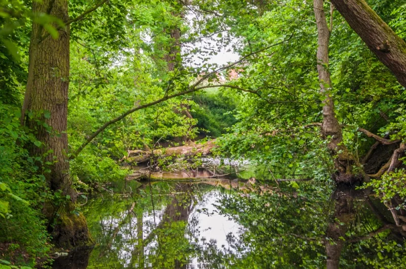 The overgrown castle moat