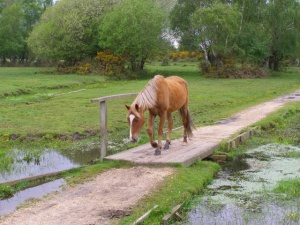 New Forest Pony, Brockenhurst (c) Jim Champion