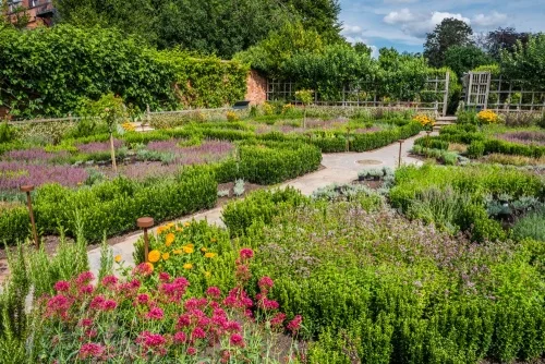 The Tudor Knot Garden