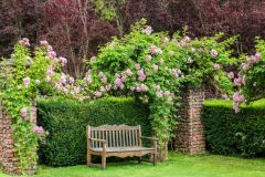 A bench in the rose garden