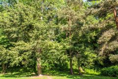 The tree-covered motte