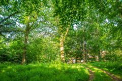 The tree-covered top of the motte