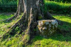 One stone is embedded in a tree trunk