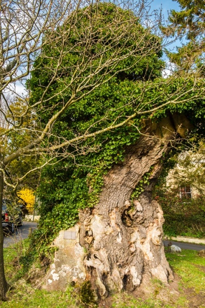 Elizabeth I's oak tree