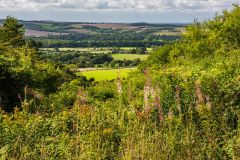 Looking north from the trail