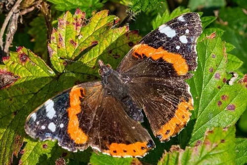 Butterflies abound in the nature reserve