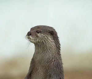 Asian Otter