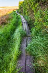 A boardwalk along the shore